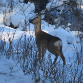 pri prechádzke lesom...