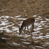 prvá jarná paša...