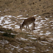 jelenička na paši...
