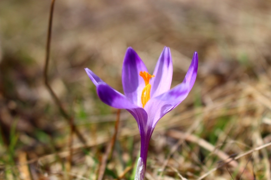 príroda sa prebúdza...