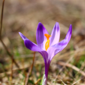 príroda sa prebúdza...