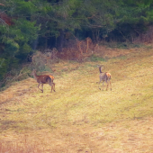 do bezpečia lesa...