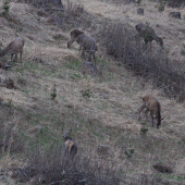 večer na rúbani...