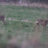 podvečer na lúke...