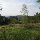 už sa všetko zelená