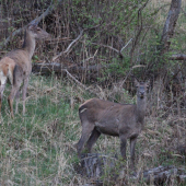 pozorná jelenica...