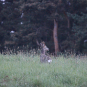čas srncov začína...