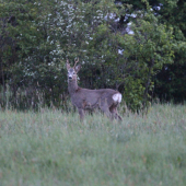 v májový podvečer...