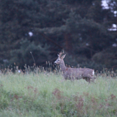 májový šesťtorák...