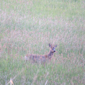 vo vysokej tráve...