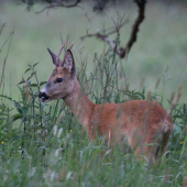 vysoký ihličiak...