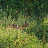 srna v tráve...