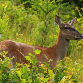 modelka na rúbani...