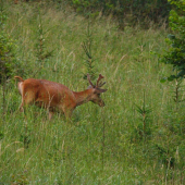 na odchode z paše...