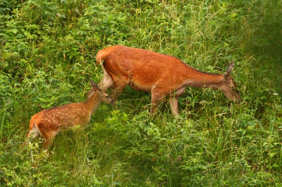 pekne za mamou...