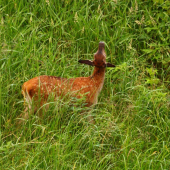 ešte túto trávu ochutnám...