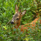 schovaný pod posedom...