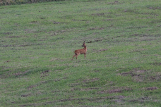 na pokosenej lúke...