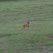 na pokosenej lúke...