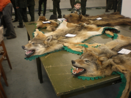 Z chovateľskej prehliadky