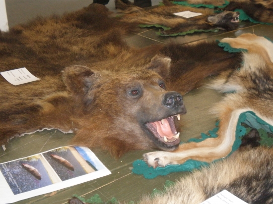 Chovatelska prehliadka