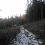 cestička