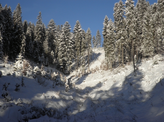 zasnežené rúbanisko