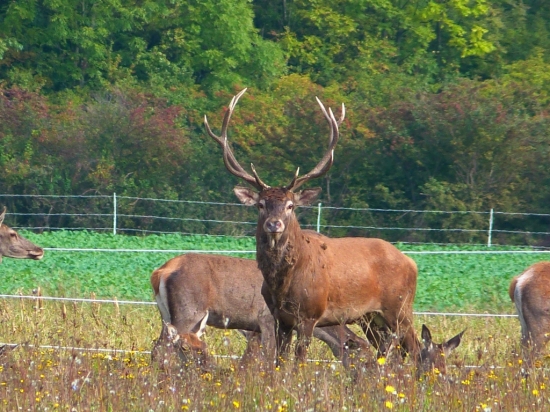 Jelenia ruja 2013