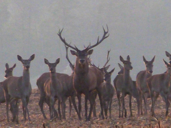 Jelenia ruja 2015