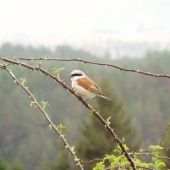 strakoš červenochrbtý