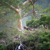 samica orla skalného na hniezde