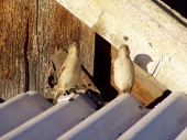 vrabce na streche