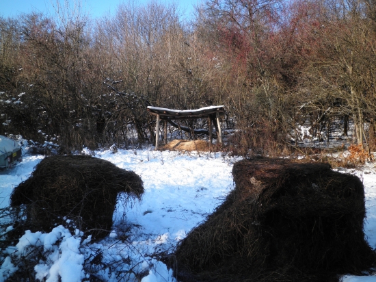 Včerajšie prikrmovanie