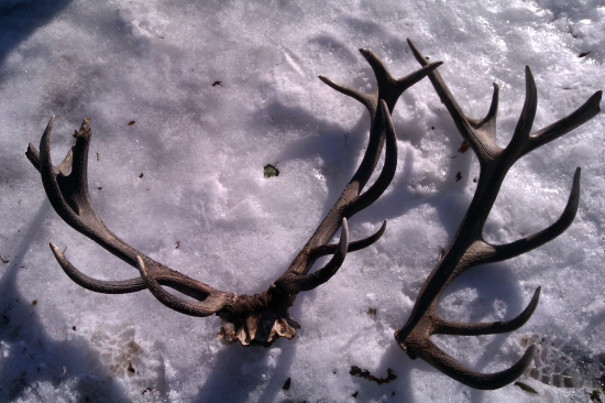 Dnešný 18 torák a 14 torák úhyn