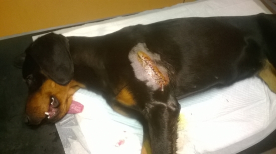 Diviak bol rýchlejší