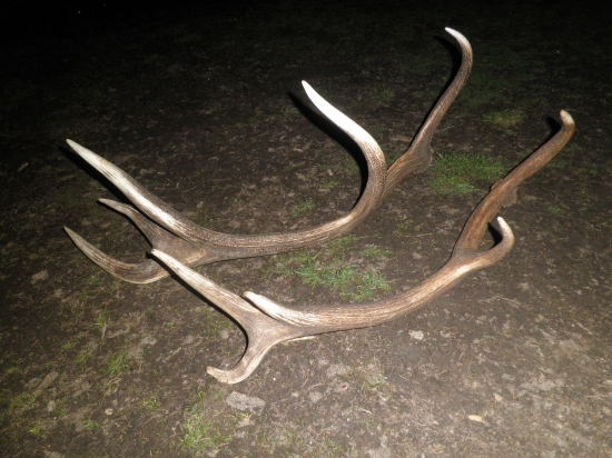 Žeby otec a syn ???...