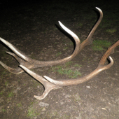 Žeby otec a syn ???...