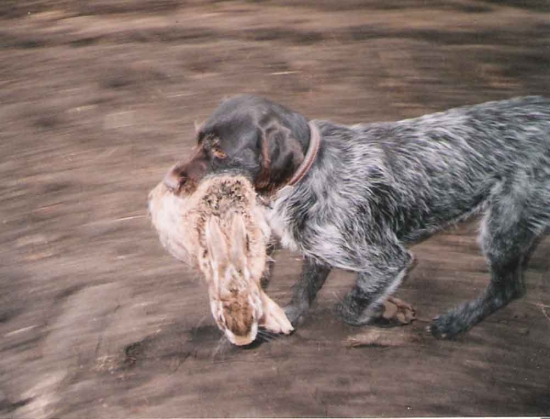 a rychle za páníčkem...