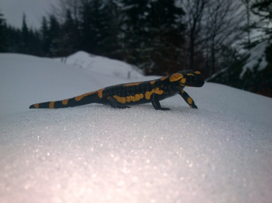 Salamandra