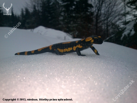Salamandra