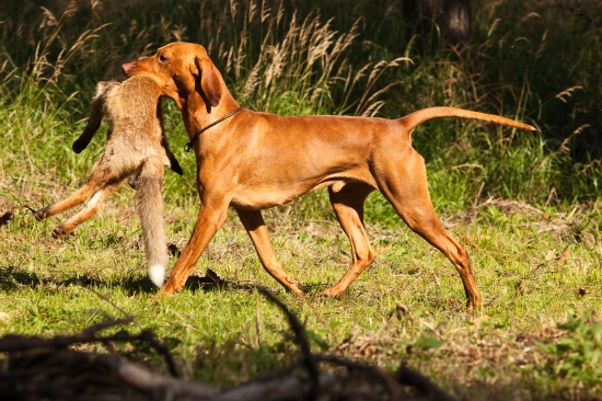 D´Hunter z Vodného Mlyna - ohrádka s líškou