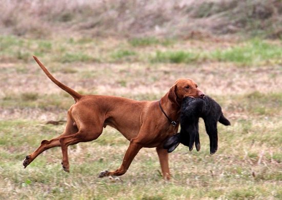 XV.Hortobágy kupa-Dr.Radó András Emlékverseny