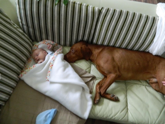 Aj takýto vie byť lovecký pes...