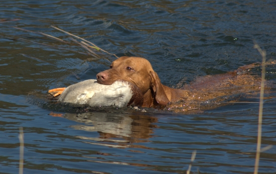 Stopa živej kačice - Maďarsko