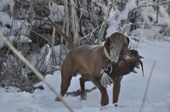Poľovačka na Morave