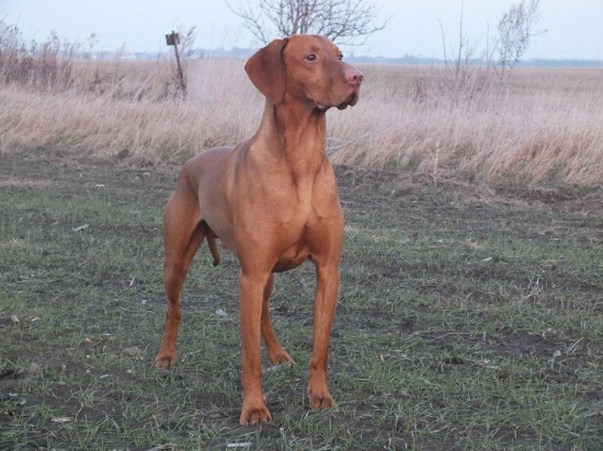 Medzinárodný šampión práce D´Hunter  Z vodného mlyna