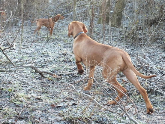 D´Hunter z Vodného mlyna vystavuje, 5 mesačný Komisz z Panských lesu priznáva