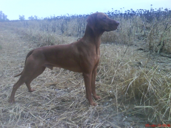 čo je v tej slnečnici?