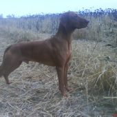 čo je v tej slnečnici?