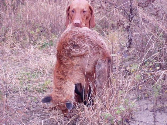 dohľadávka líšky